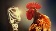 Rooster Mic